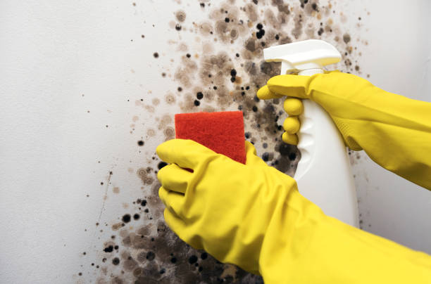 Best HVAC Mold Remediation in Inglis, FL