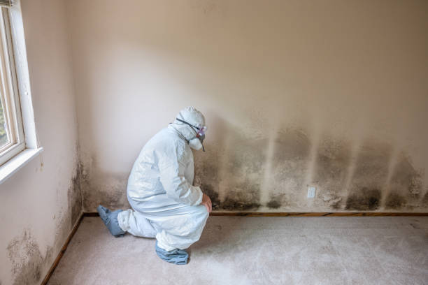 Best Insurance-Related Mold Remediation in Inglis, FL