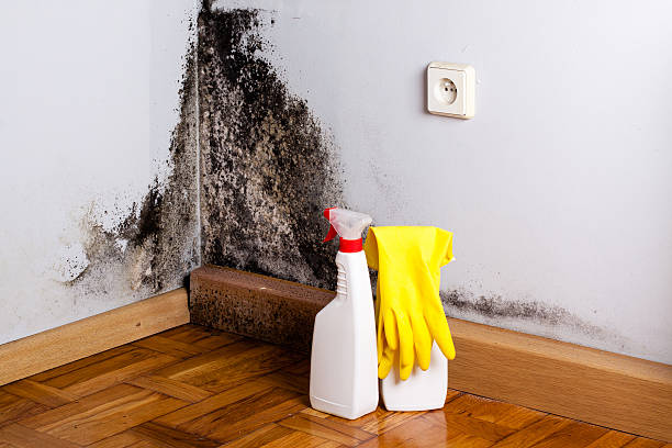 Best Post-Flood Mold Remediation in Inglis, FL