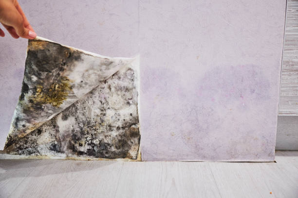 Best Basement Mold Remediation in Inglis, FL